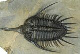 Prone Psychopyge Trilobite - Top Quality Specimen #368559-1